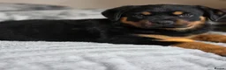 Rottweiler dogs for sale: Rottweiler puppies  - Advert 2