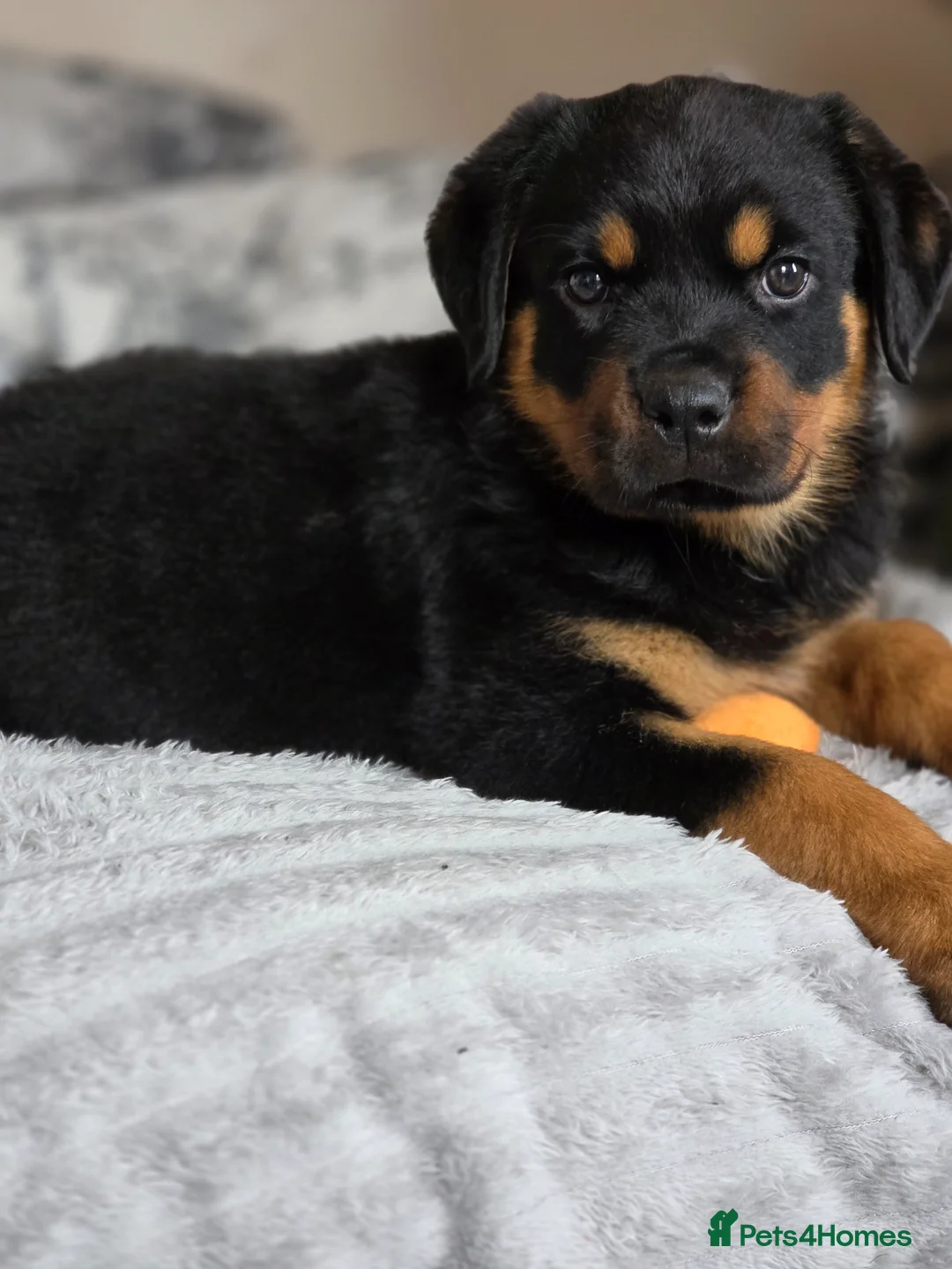 Rottweiler dogs for sale: Rottweiler puppies  - Advert 2