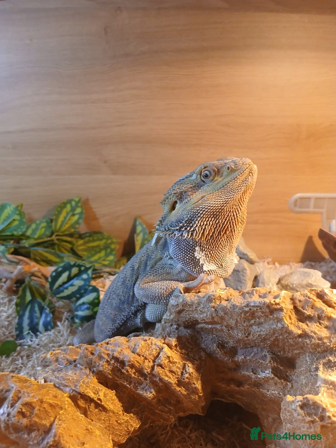 Bearded Dragon reptiles for sale: Bearded Dragon and full set up - Advert 1