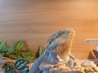 Bearded Dragon reptiles Bearded Dragon and full set up - Advert 1