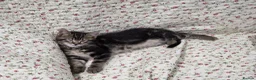Maine Coon cats for sale: Maine coon x British shorthair  - Advert 6