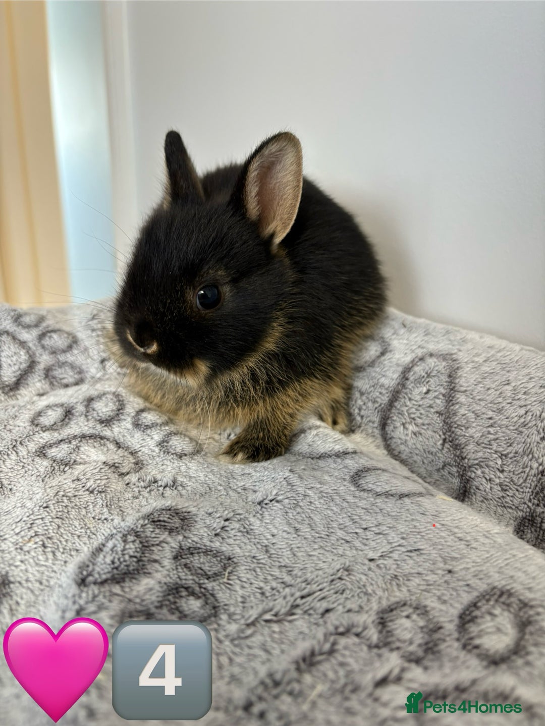 Netherland Dwarf rabbits for sale: 14 x Netherland Dwarf Bunnies 🐰🏡 🥰  - Image 10