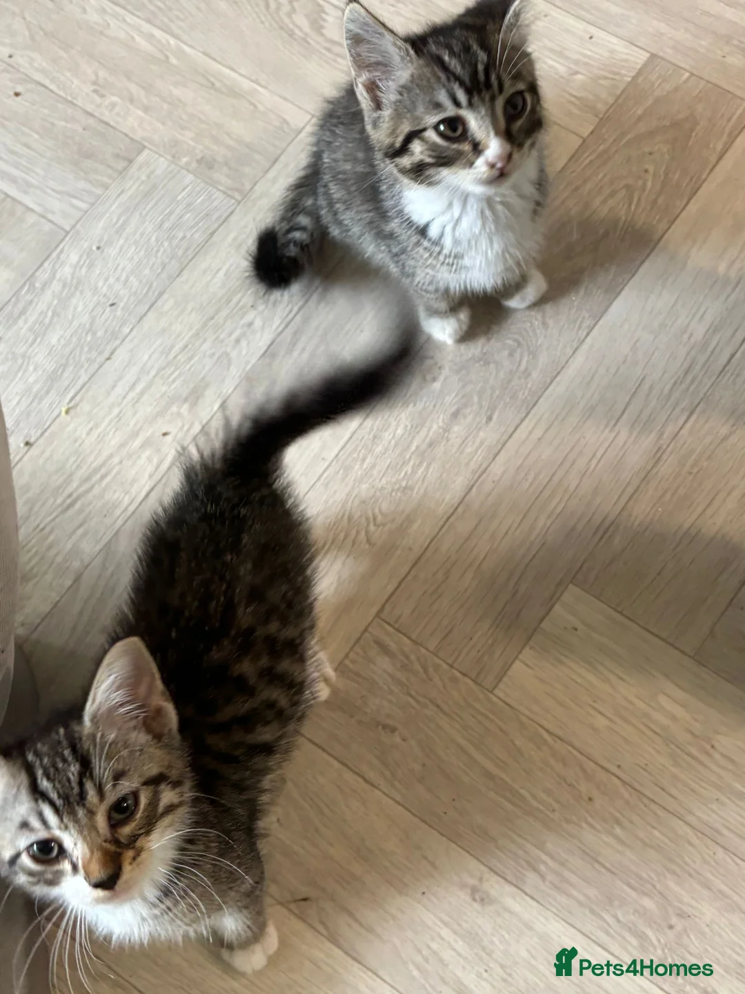 Mixed Breed cats for sale: Kittens need forever homes  in Halesowen - Advert 9
