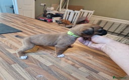 Boxer dogs for sale: Beautiful litter of KC reg bobtail boxer pups - Image 16