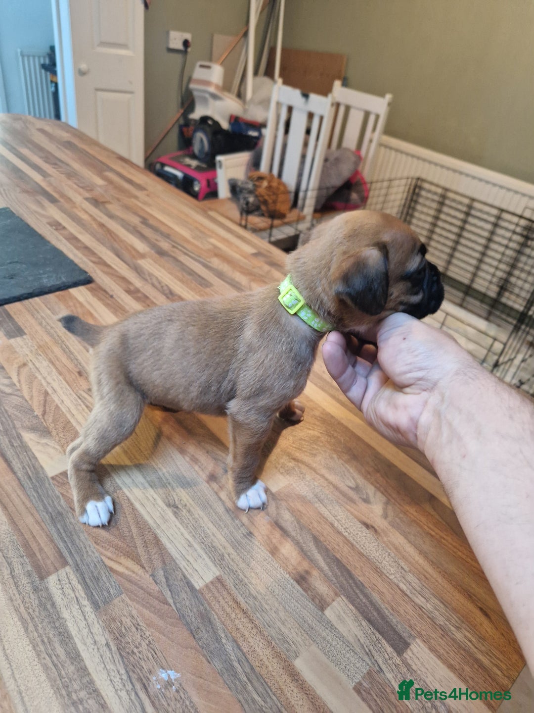Boxer dogs for sale: Beautiful litter of KC reg bobtail boxer pups - Image 16