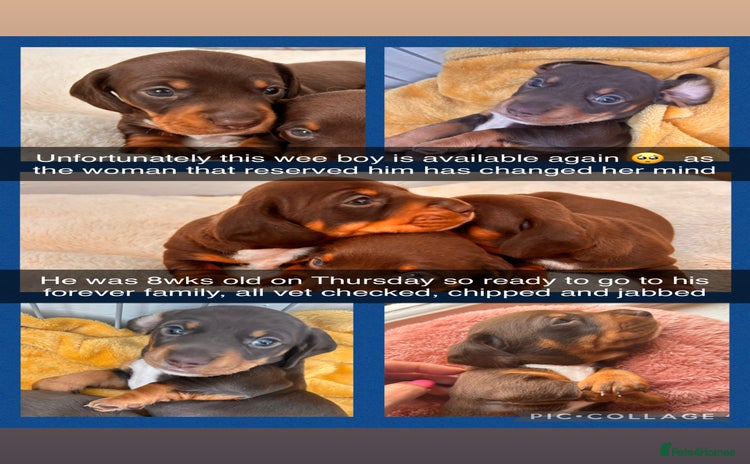 Miniature Dachshund dogs - Advert 2