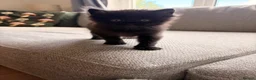 Maine Coon cats for sale: Maine coon x BSH Fluffy boys - Advert 2