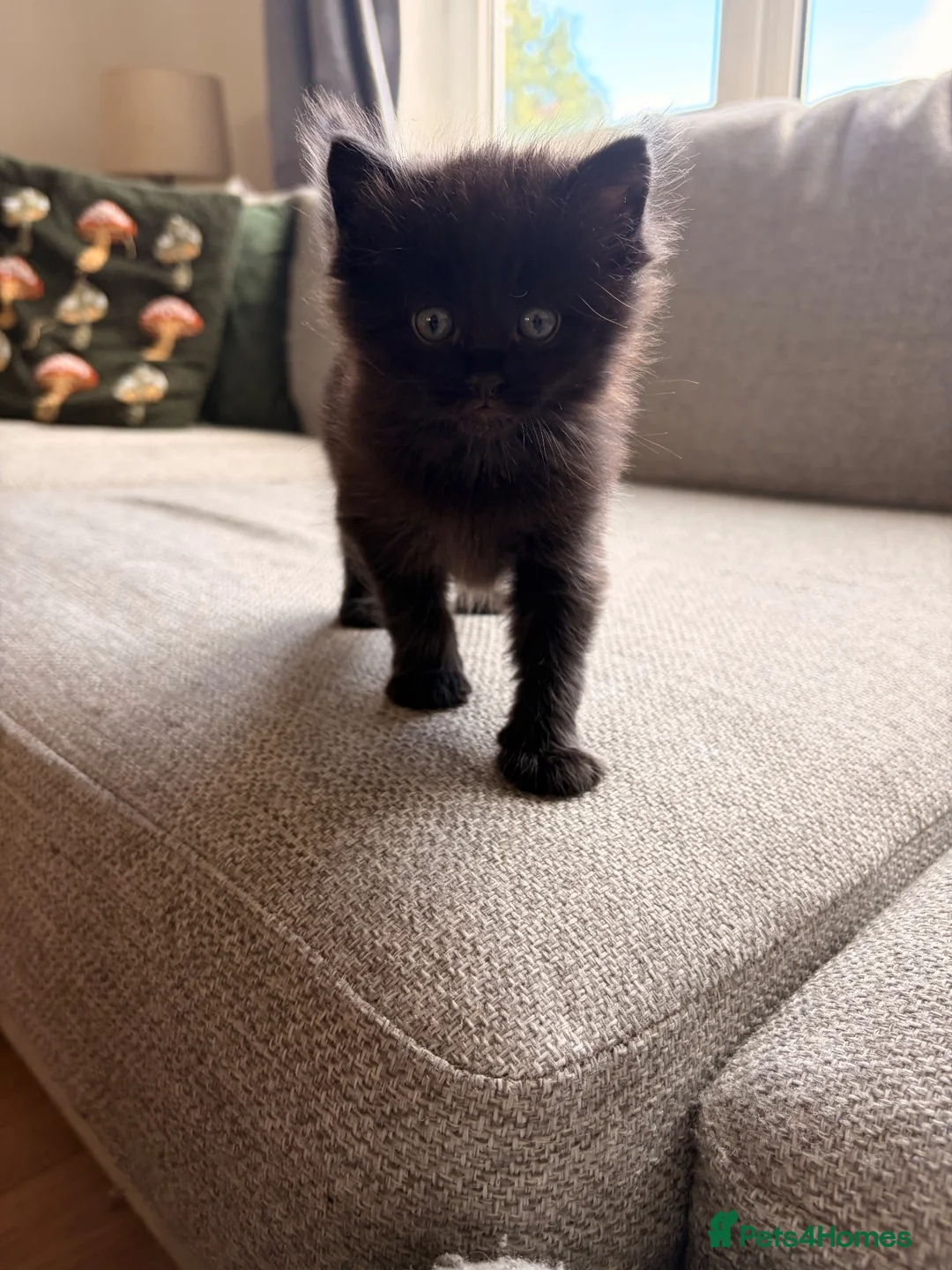 Maine Coon cats for sale: Maine coon x BSH Fluffy boys - Advert 2