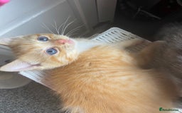 Ragdoll cats for sale: stunning ragdoll kittens - Image 17