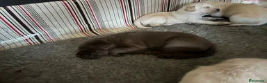 Chocolate boy