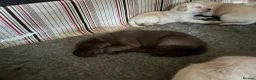 Labrador Retriever dogs for sale: KC registered Labrador puppies  - Advert 15