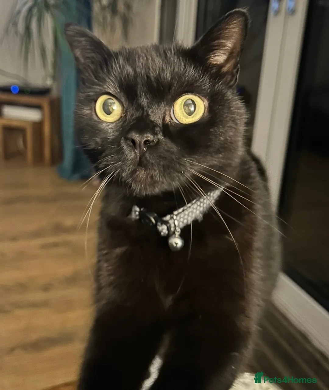 British Shorthair cats for sale: Cat Rehoming  in Warwick - Advert 2