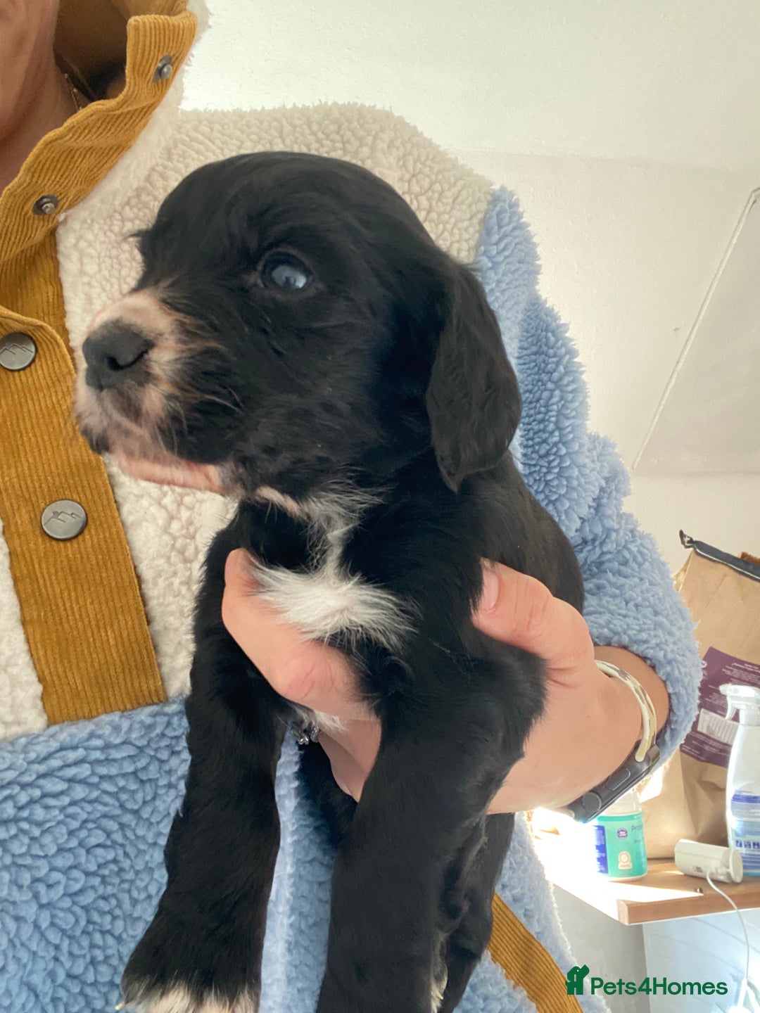 Cocker Spaniel dogs for sale: Working cocker spaniel puppies  - Advert 4