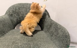 British Longhair cats for sale: Golden and Blue golden British longhairs - Image 9