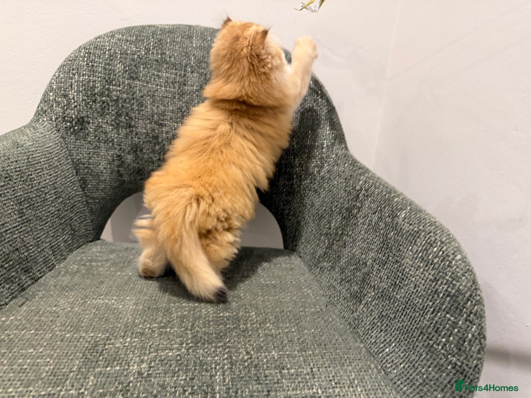 British Longhair cats for sale: Golden and Blue golden British longhairs - Image 9