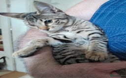Savannah cats for sale: F5 Full Pedigree Tica Registered Girl Kitten - Image 3