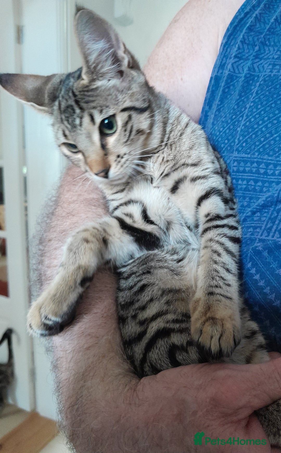 Savannah cats for sale: F5 Full Pedigree Tica Registered Girl Kitten - Image 3