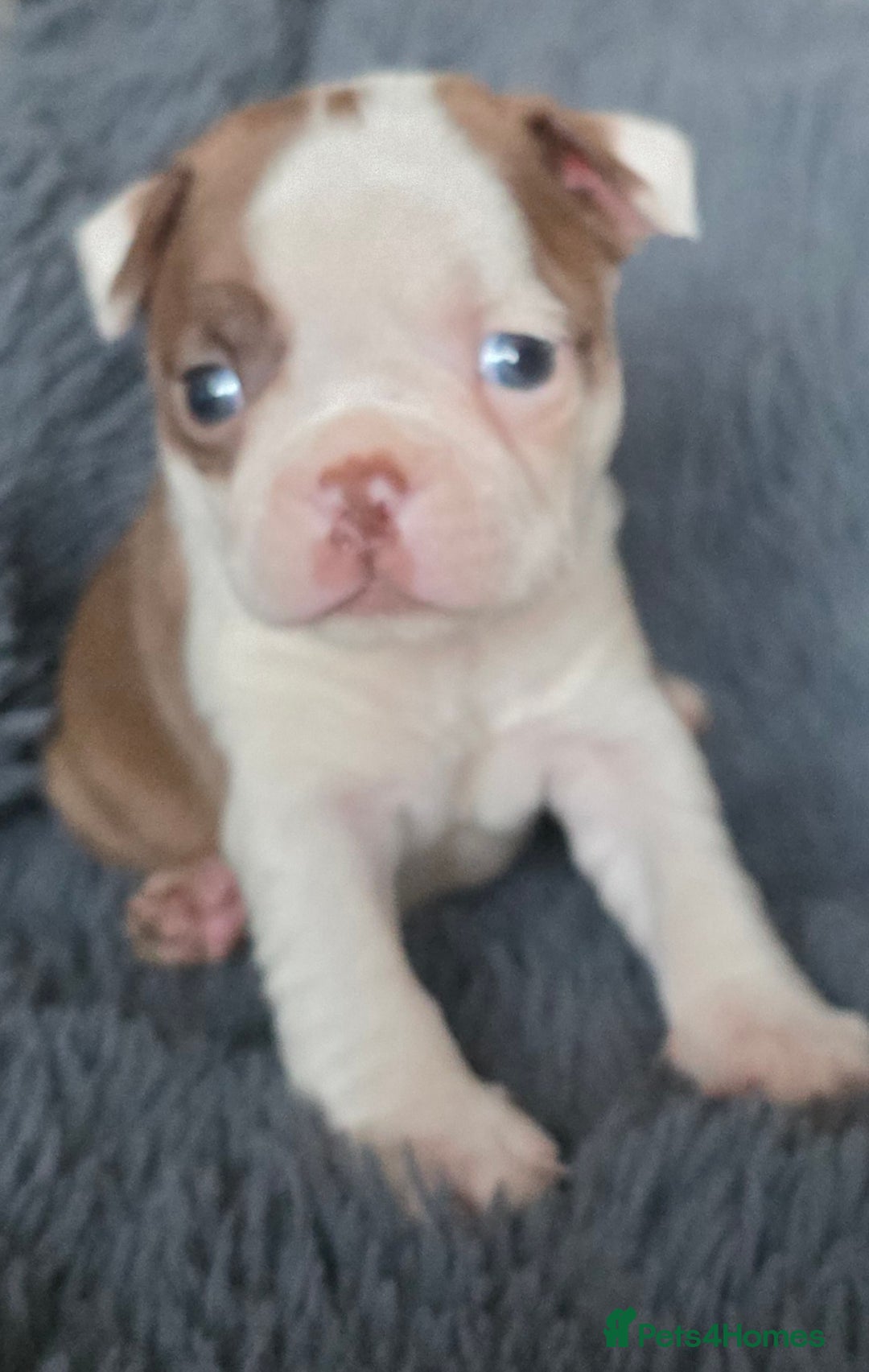 Boston Terrier dogs for sale: Stunning KC Reg Boston Terrier last girl left - Advert 5