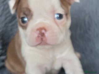 Boston Terrier dogs Stunning KC Reg Boston Terrier4 girls available - Advert 1