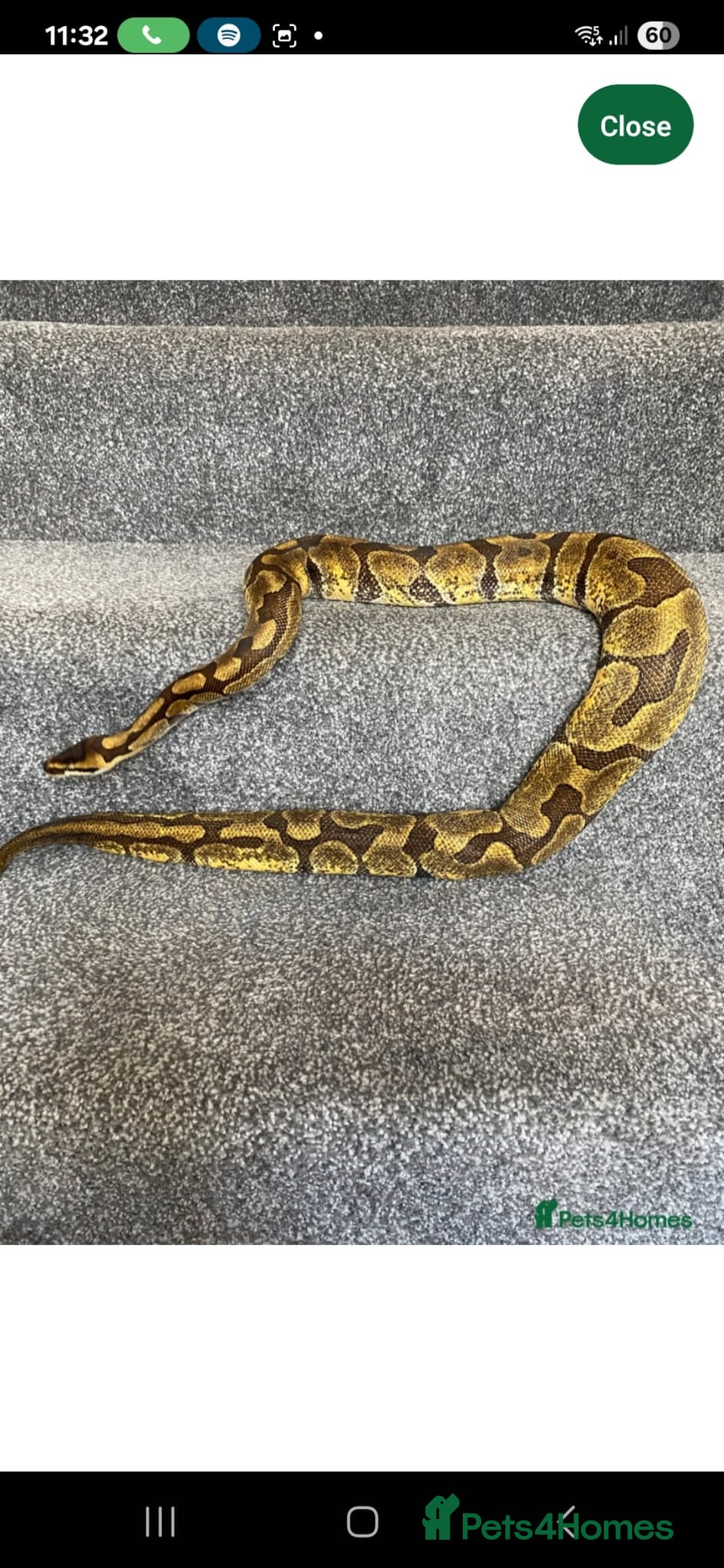 Python Snake reptiles Ball python  - Advert 1