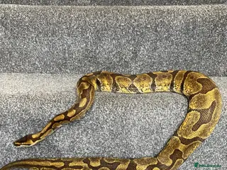 Python Snake reptiles Ball python - Advert 2