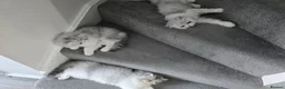 Persian cats for sale: Persian Cat Silver-Mackerel Tabby - GCCF-CFA-Reg  - Advert 2