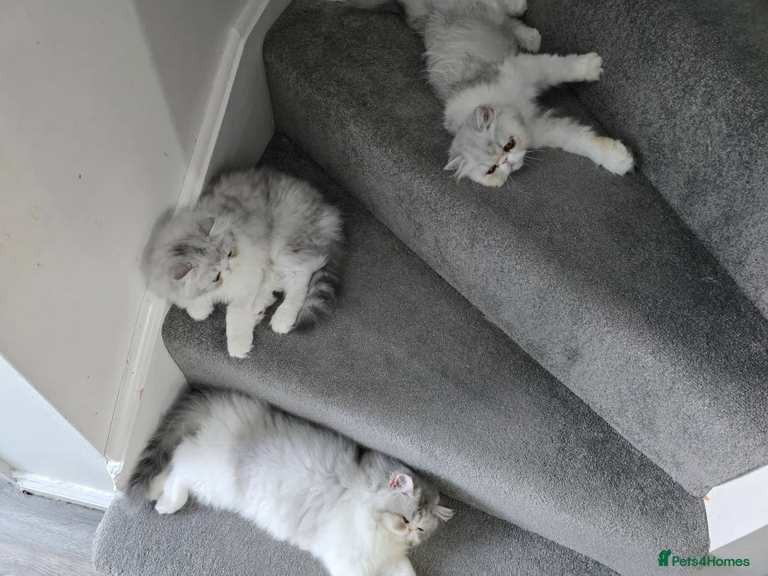 Persian cats for sale: Persian Cat Silver-Mackerel Tabby - GCCF-CFA-Reg  - Advert 2