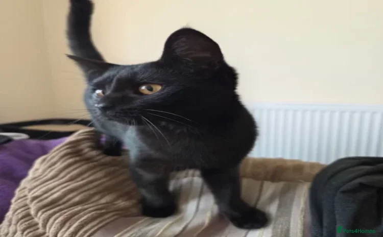 Domestic Shorthair cats - Advert 1