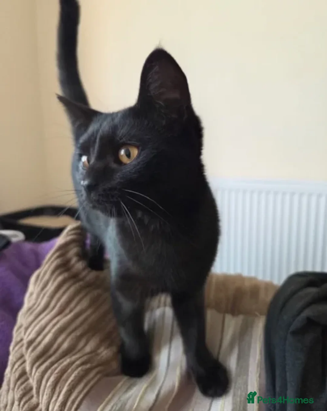 Domestic Shorthair cats for adoption: Raven - Image 1