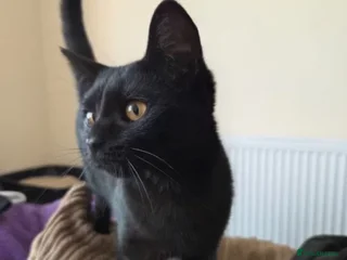 Domestic Shorthair cats - Advert 5