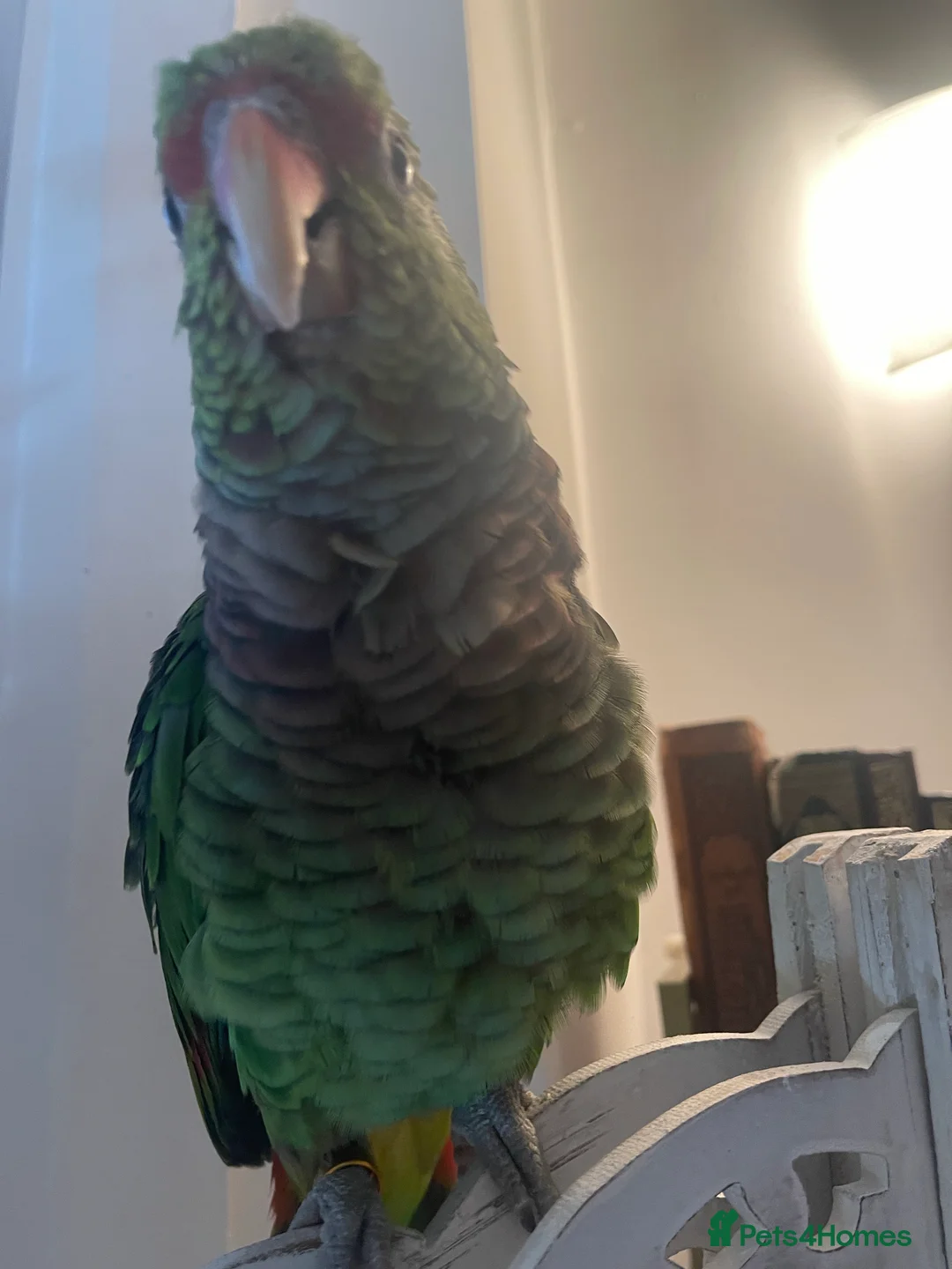 Gallery Image {{count}}