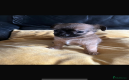 Chihuahua dogs for sale: 3 Gorgeous Chihuahua pups  - Image 13