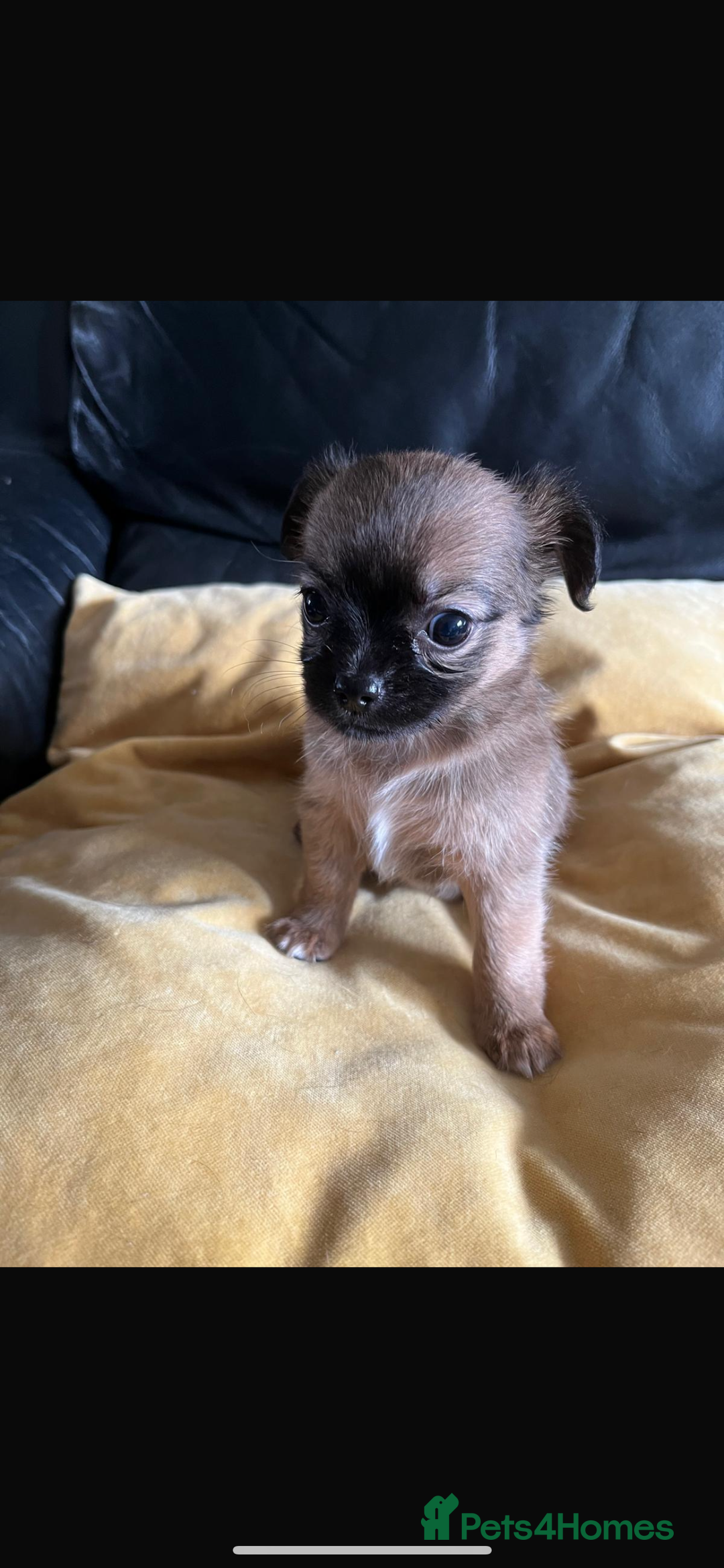 Chihuahua dogs for sale: 3 Gorgeous Chihuahua pups  - Image 13