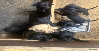 Labrador Retriever dogs - Advert 5