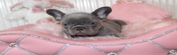 French Bulldog dogs for sale: Solid lilac French bulldog’s  - Advert 3