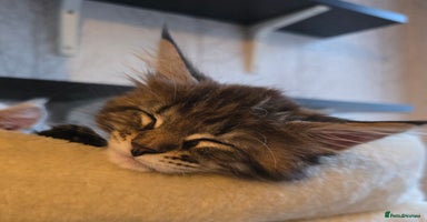 Maine Coon cats - Advert 13