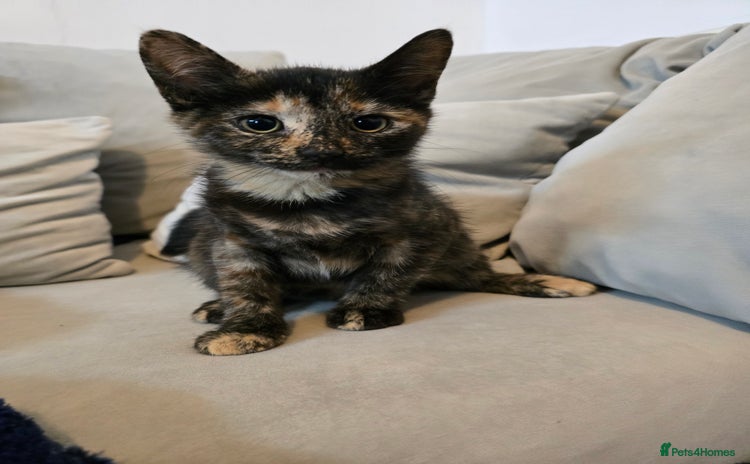 Mixed Breed cats - Advert 7