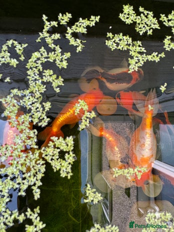 Fancy Goldfish fish - Advert 1