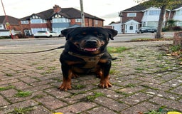 Rottweiler dogs for sale: Rottweiler Male, 7 months, Good Healthy Family Pet - Image 4