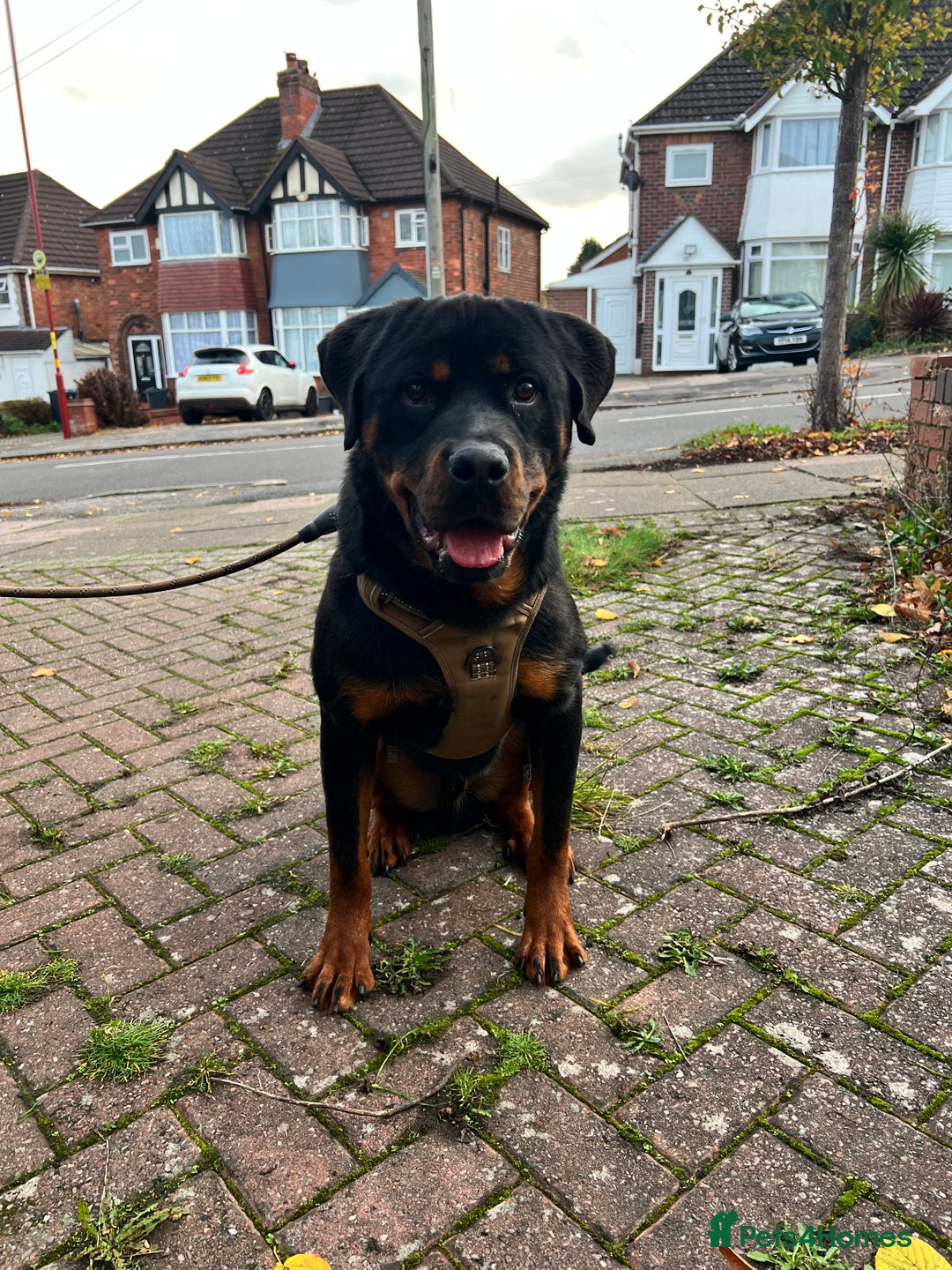 Rottweiler dogs for sale: Rottweiler Male, 7 months, Good Healthy Family Pet - Image 4