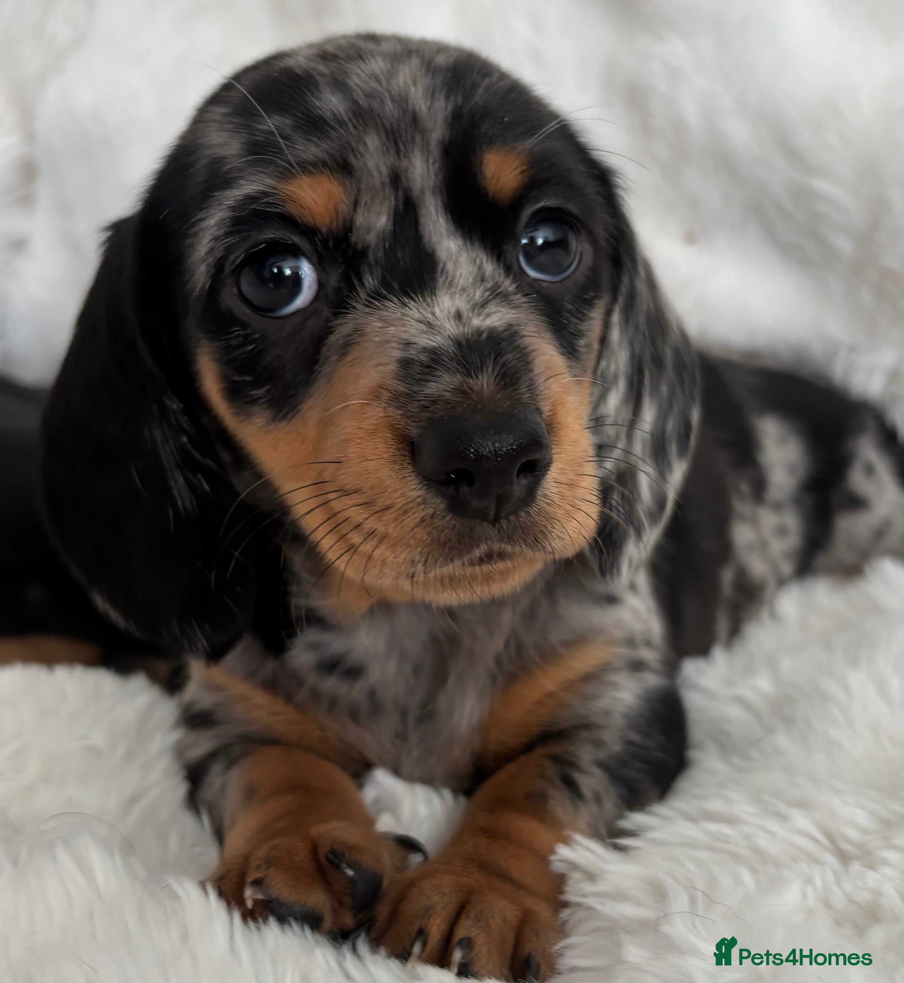 Miniature Dachshund dogs Miniature smooth coated Dacshund’s  - Advert 2