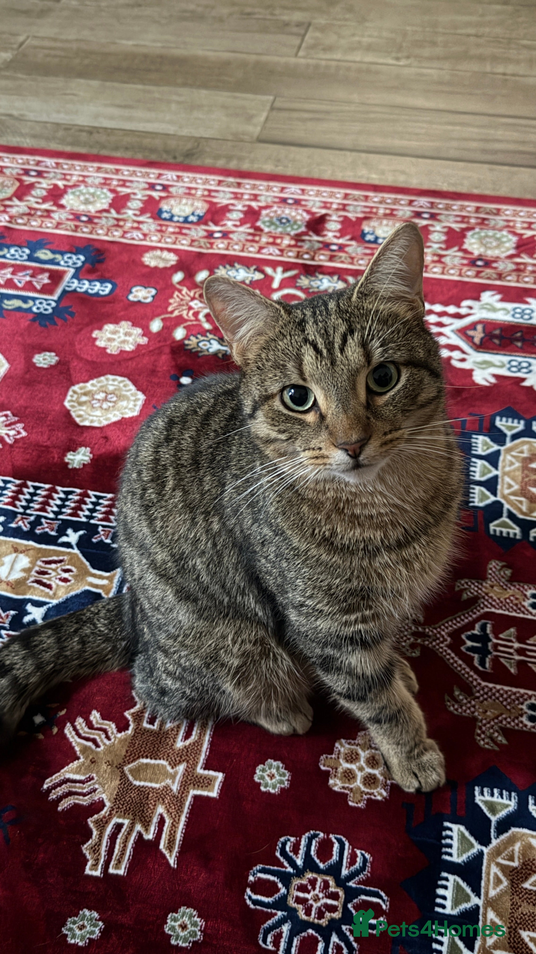 American Wirehair cats Leo - Affectionate 2 year old cat rehoming needed  - Advert 1