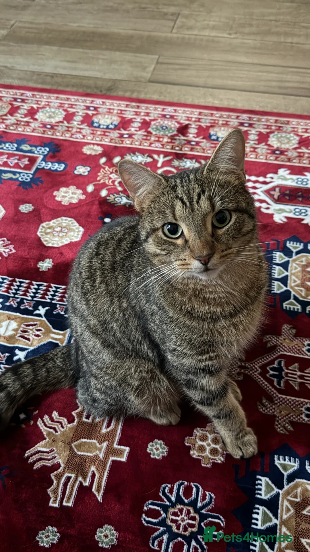 American Wirehair cats for sale: Leo - Affectionate 2 year old cat rehoming needed  - Advert 1