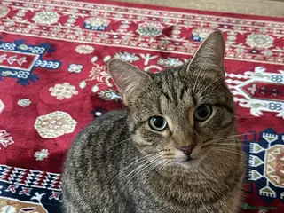 American Wirehair cats Leo - Affectionate 2 year old cat rehoming needed - Advert 1