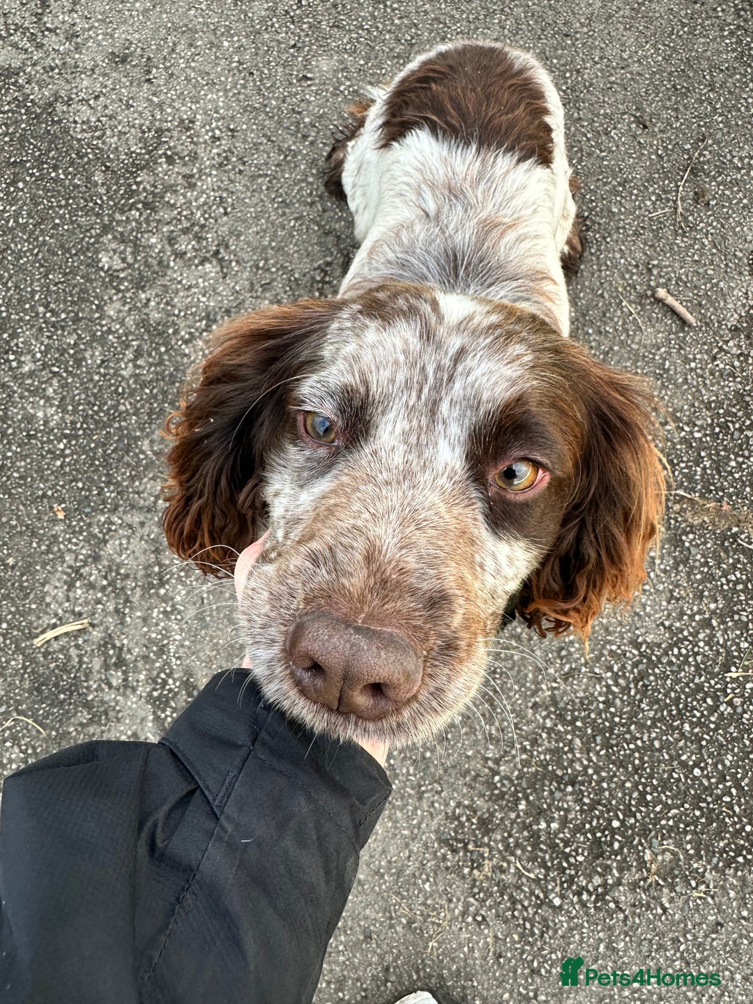 Cocker Spaniel dogs for sale: 1 kc cocker spaniel Bracken available  - Advert 13