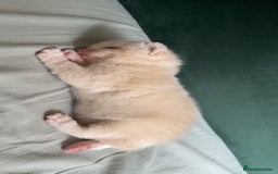 British Shorthair cats for sale: British shorthair Kittens - Image 3