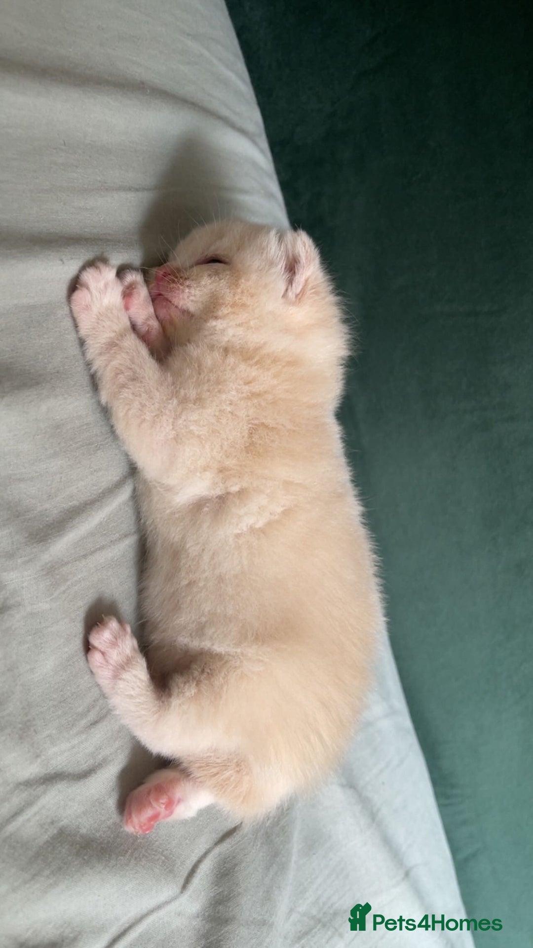 British Shorthair cats for sale: British shorthair Kittens - Image 3