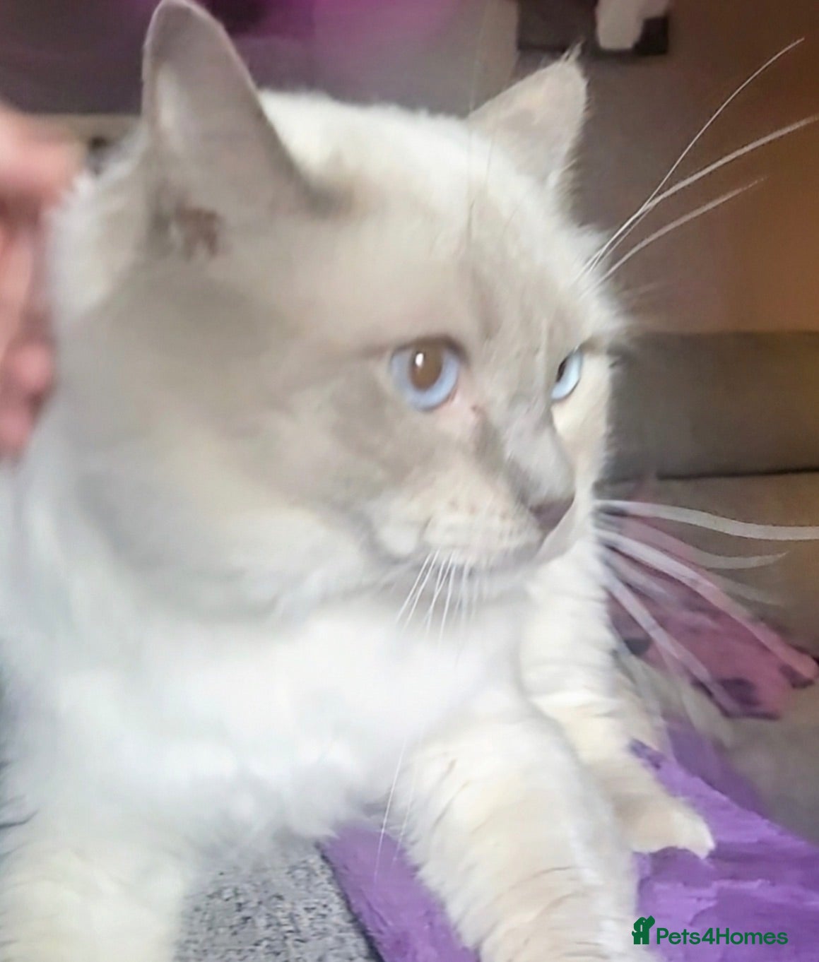 Ragdoll cats Beautiful GCCF Ragdoll Kittens  - Advert 2