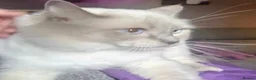 Ragdoll cats for sale: Beautiful GCCF Ragdoll Kittens  - Advert 2