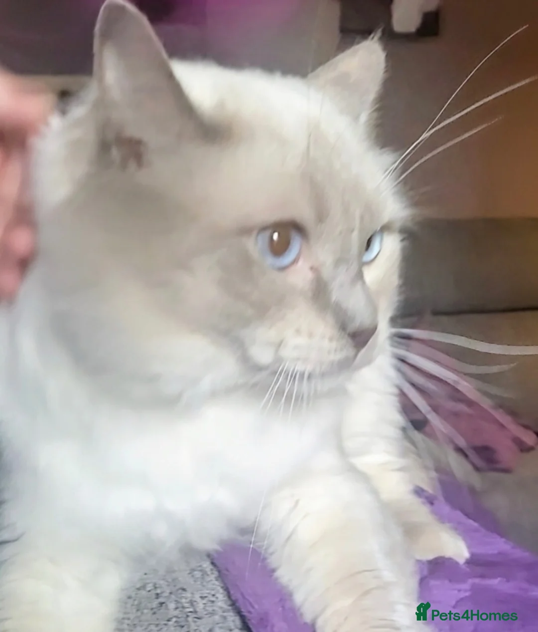 Ragdoll cats for sale: Beautiful GCCF Ragdoll Kittens  - Advert 2